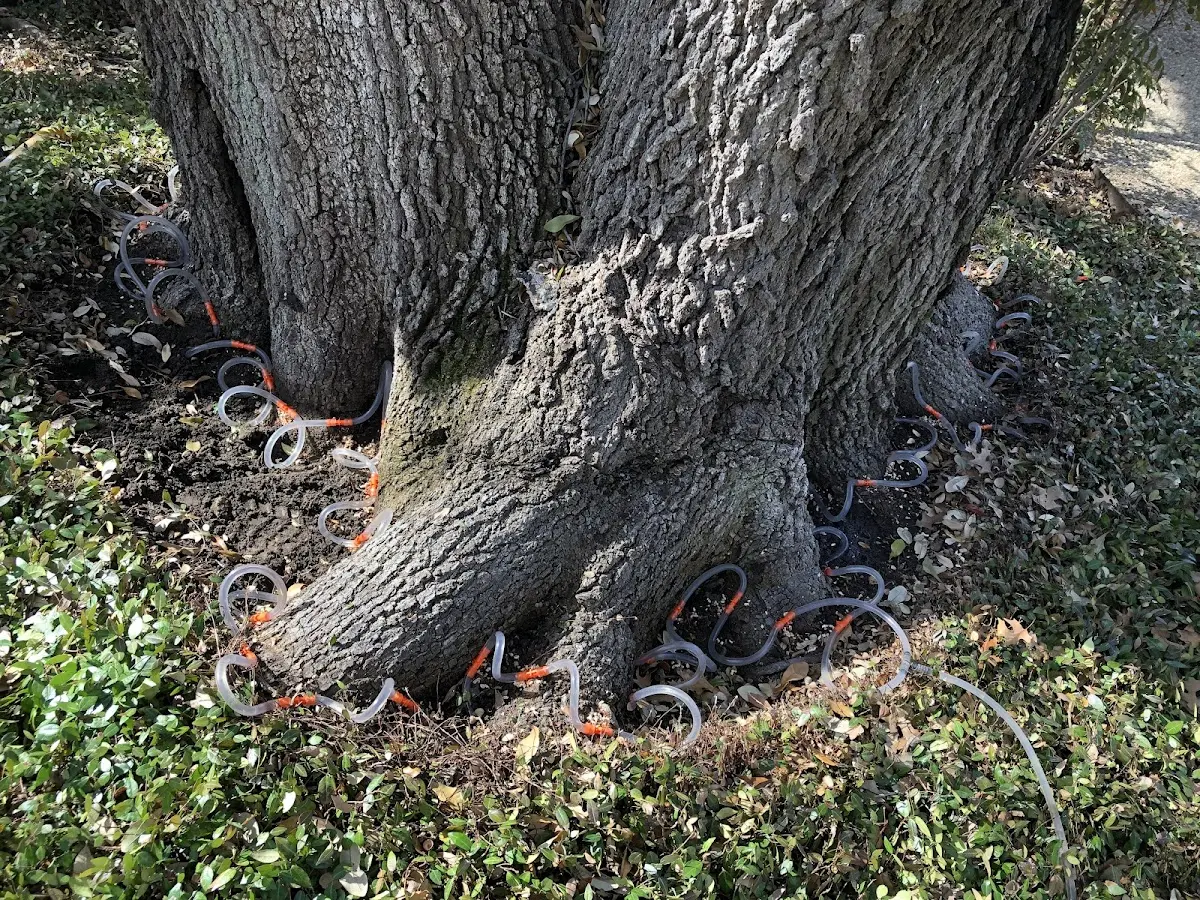 Detailed Tree Cabling and Bracing job site in Bon Air
