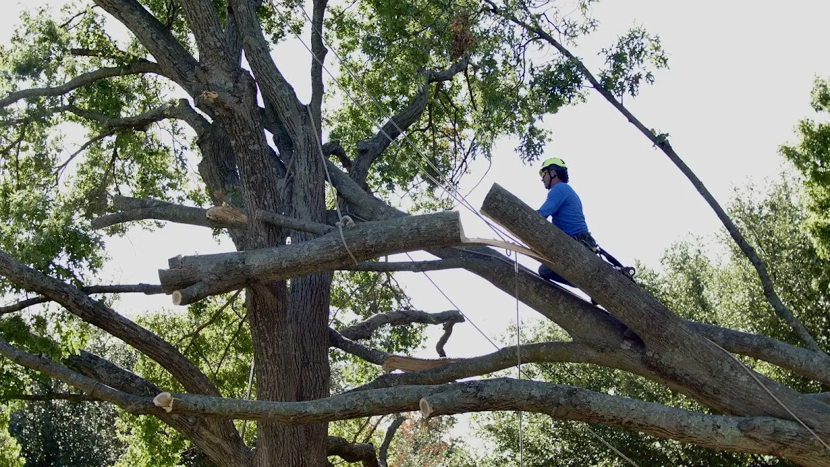 Professional Crown Thinning performed by certified arborists in Bon Air