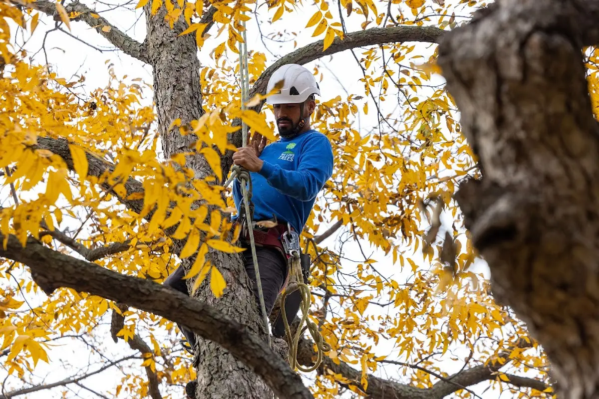 Skilled Tree Planing crew working in Bon Air