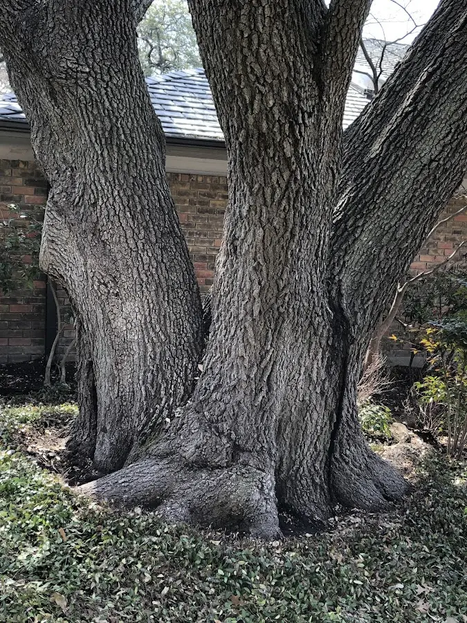 Mature heritage tree close to a Bon Air property cared for by certified arborists